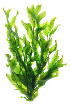 AI generated Fresh green sea lettuce algae on transparent background - stock png. png