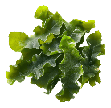 AI generated Wet sea lettuce on transparent background - stock png. png