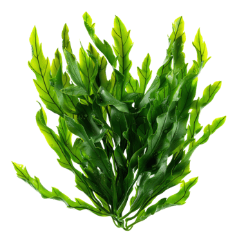 AI generated Fresh green sea lettuce algae on transparent background - stock png. png
