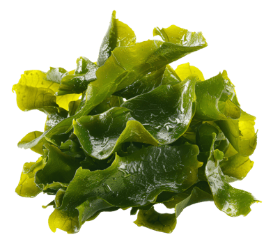 AI generated Wet sea lettuce on transparent background - stock png. png