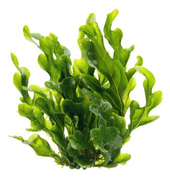 AI generated Fresh green sea lettuce algae on transparent background - stock png. png