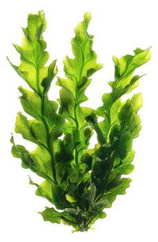 AI generated Fresh green sea lettuce algae on transparent background - stock png. png