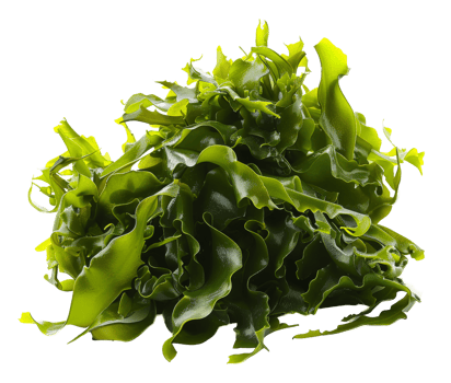 AI generated Wet sea lettuce on transparent background - stock png. png