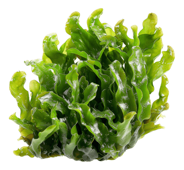 AI generated Wet sea lettuce on transparent background - stock png. png