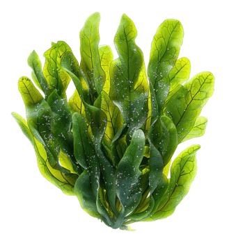 AI generated Fresh green sea lettuce algae on transparent background - stock png. png