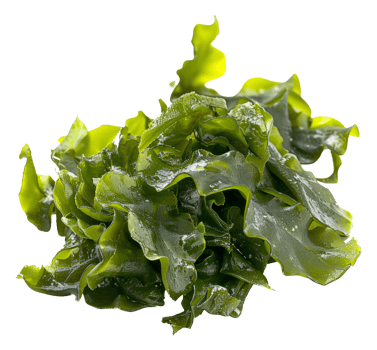 AI generated Wet sea lettuce on transparent background - stock png. png