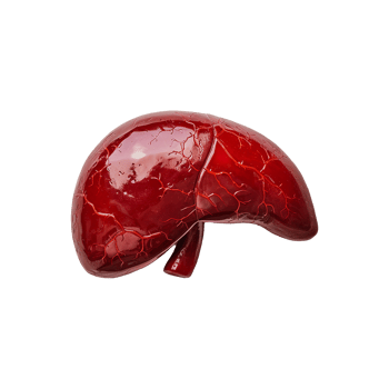 AI generated Liver human organ isolated on transparent background png