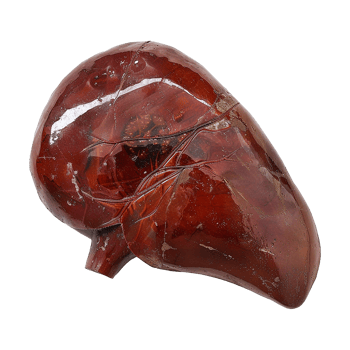 AI generated Liver human organ isolated on transparent background png