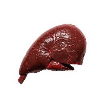 AI generated Liver human organ isolated on transparent background png