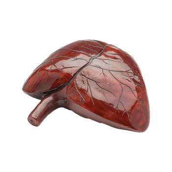 AI generated Liver human organ isolated on transparent background png