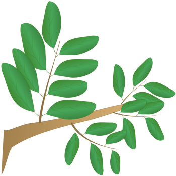 illustration of branch with green leaves png