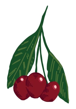 Cherry fruit clipart. Doodle of summer edible harvest. Cartoon vector botany illustration isolated on white background.