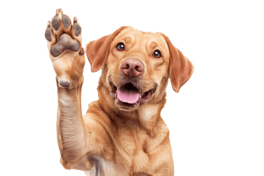 AI generated Dog with raised high paw showing high five gesture png