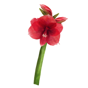Red amaryllis flowers, stems and buds, hippeastrum plant. Hand drawn watercolor illustration for your botanical, floral sticker, card, wedding, birthday invitation card print  background png