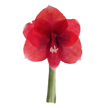 Red amaryllis flowers, stems and buds, hippeastrum plant. Hand drawn watercolor illustration for your botanical, floral sticker, card, wedding, birthday invitation card print  background png