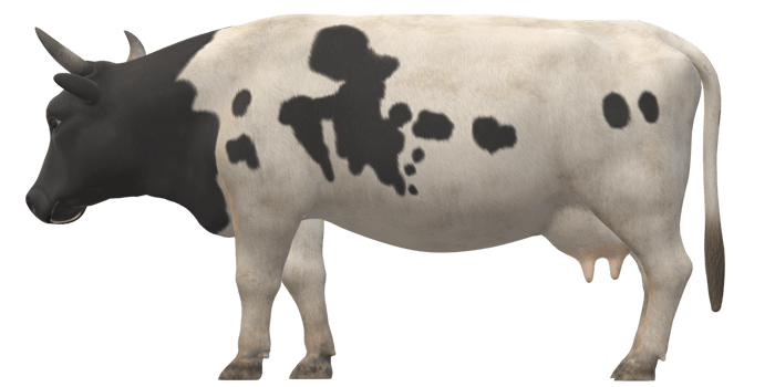 Cow isolated on a Transparent Background png