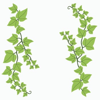 Floral ivy drawing decorative ornament flat design. vector