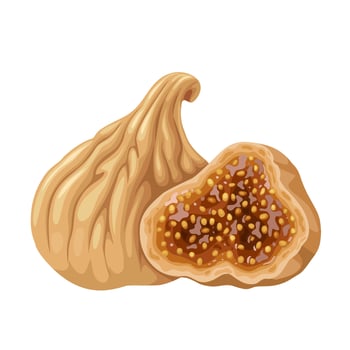 Vector illustration, dried figs, isolated on white background.