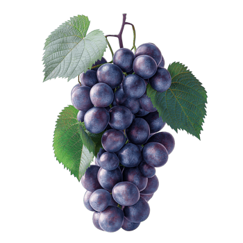 AI generated Grapes bunch isolated on white background, Healthy organic juicy fruit and fresh natural ingredients, AI generated, PNG transparent with