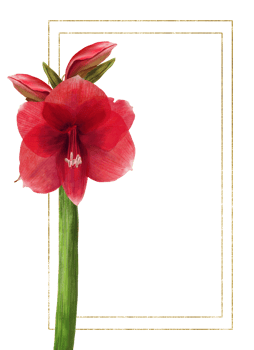 Red amaryllis flowers, stems and buds with gold frame. Hippeastrum plant template. Hand drawn digital watercolor illustration Floral clipart for wedding, birthday card print background png