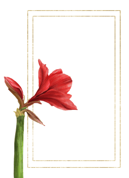Red amaryllis flowers, stems and buds with gold frame. Hippeastrum plant template. Hand drawn digital watercolor illustration Floral clipart for wedding, birthday card print background png
