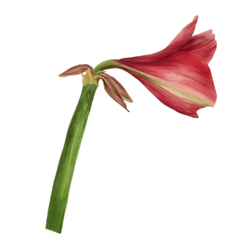 Red amaryllis flowers, stems and buds, hippeastrum plant. Hand drawn watercolor illustration for your botanical, floral sticker, card, wedding, birthday invitation card print background png