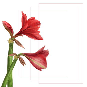 Red amaryllis flowers, stems and buds frame Hippeastrum plant card template Hand drawn botanical watercolor illustration Floral clipart for wedding, birthday invitation print  background png