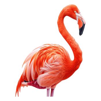 AI generated Flamingo isolated on transparent background png