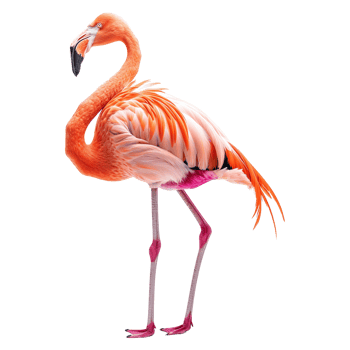 AI generated Flamingo isolated on transparent background png