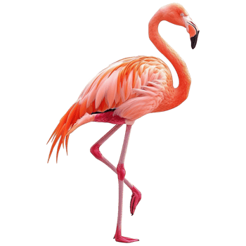 AI generated Flamingo isolated on transparent background png