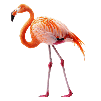 AI generated Flamingo isolated on transparent background png