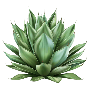 AI generated 3D Rendering of a Agave Montana on Transparent Background - Ai Generated png