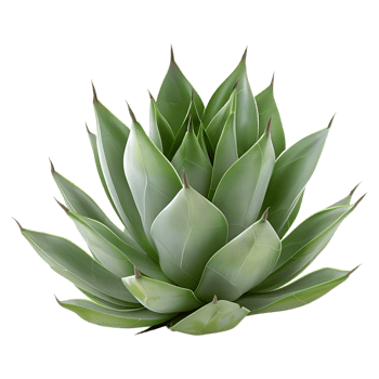 AI generated 3D Rendering of a Agave Montana on Transparent Background - Ai Generated png