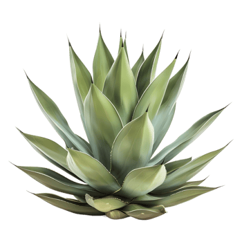 AI generated 3D Rendering of a Agave Montana on Transparent Background - Ai Generated png