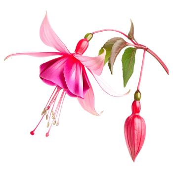 AI generated 3D Rendering of a Nicona Macartney or Fuchsia Flower on Transparent Background - Ai Generated png