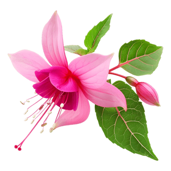 AI generated 3D Rendering of a Nicona Macartney or Fuchsia Flower on Transparent Background - Ai Generated png