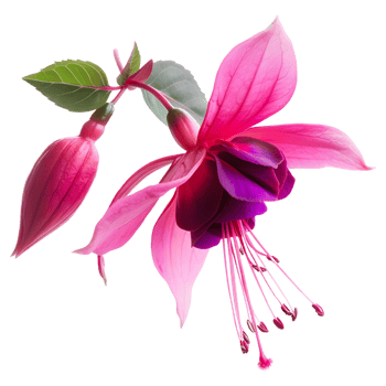 AI generated 3D Rendering of a Nicona Macartney or Fuchsia Flower on Transparent Background - Ai Generated png