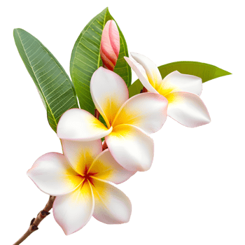 AI generated 3D Rendering of a Frangipani Flower on Transparent Background - Ai Generated png
