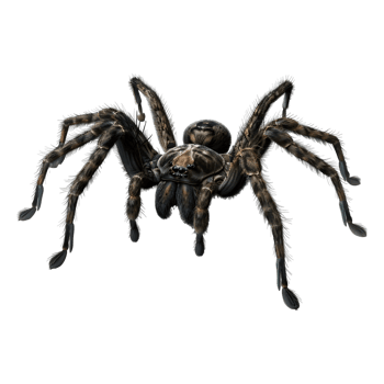AI generated 3D Rendering of a Black Spider on Transparent Background - Ai Generated png