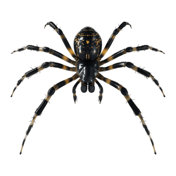 AI generated 3D Rendering of a Black Spider on Transparent Background - Ai Generated png