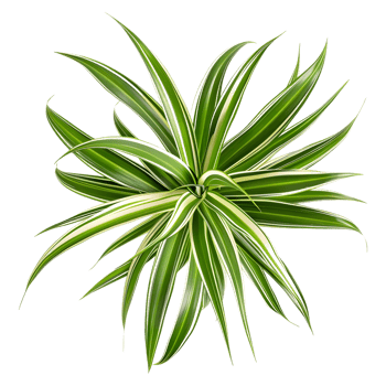 AI generated 3D Rendering of a Chlorophytum Comosum on Transparent Background - Ai Generated png
