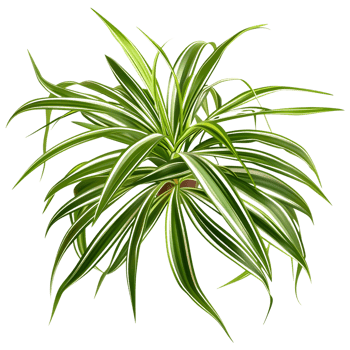AI generated 3D Rendering of a Chlorophytum Comosum on Transparent Background - Ai Generated png