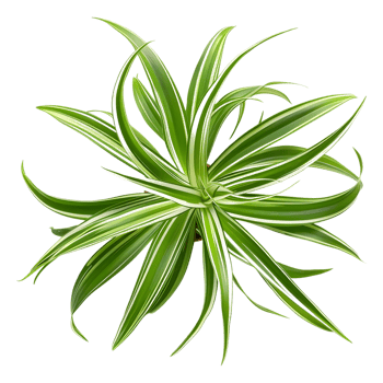 AI generated 3D Rendering of a Chlorophytum Comosum on Transparent Background - Ai Generated png