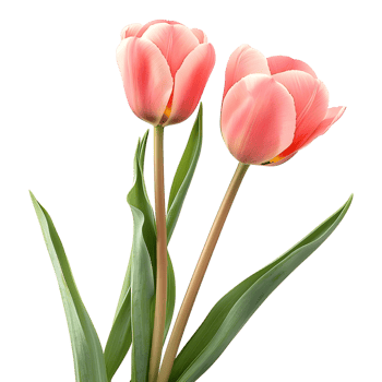 AI generated 3D Rendering of a Pink Tulip Flower on Transparent Background - Ai Generated png