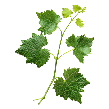 AI generated 3D Rendering of a Muscadine Leaves on Transparent Background - Ai Generated png