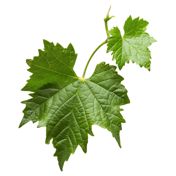AI generated 3D Rendering of a Muscadine Leaves on Transparent Background - Ai Generated png