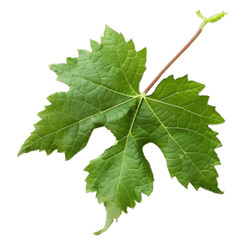 AI generated 3D Rendering of a Muscadine Leaves on Transparent Background - Ai Generated png