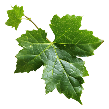 AI generated 3D Rendering of a Muscadine Leaves on Transparent Background - Ai Generated png