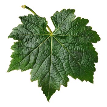 AI generated 3D Rendering of a Muscadine Leaves on Transparent Background - Ai Generated png