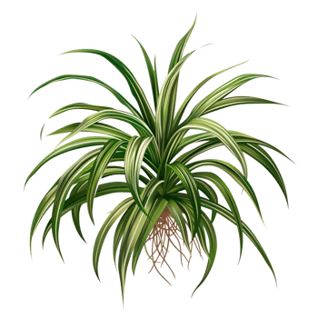 AI generated Isolated illustration of a spider plant png